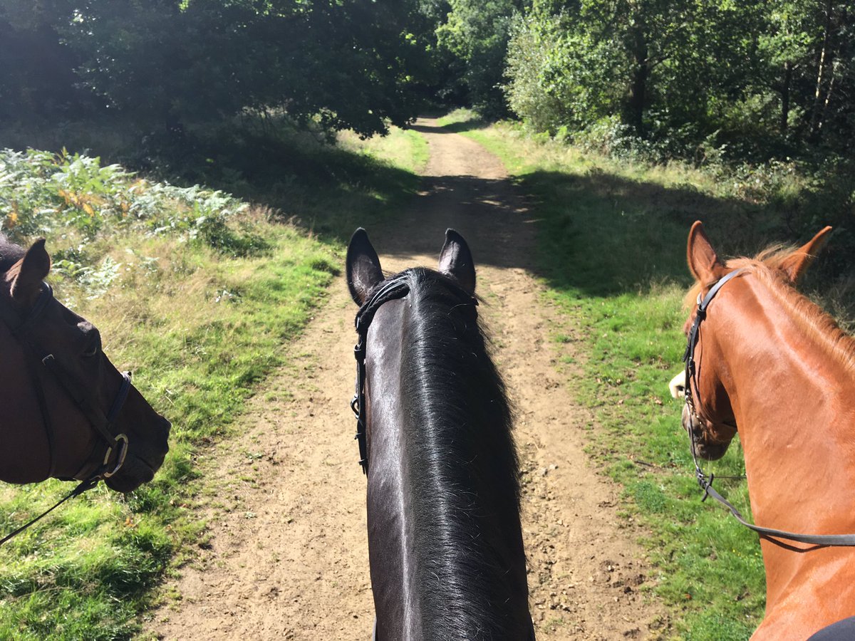Sam #happyhacking with his friends Harley and Blue this morning <a href="/equiloveuk/">EquiLove</a> <a href="/prosaddles/">Prosaddles Ltd</a>