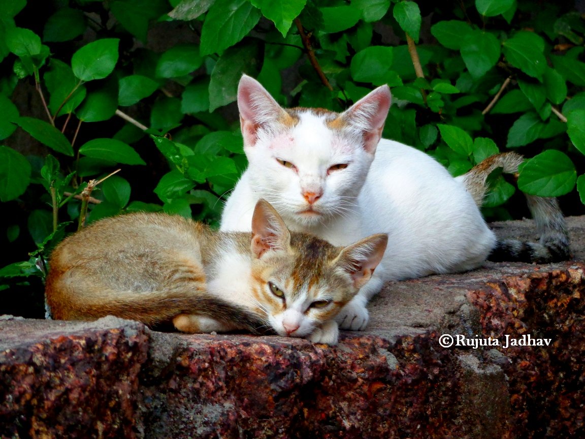rujulicious's tweet photo. @Honorglobal And on Sundays we do Nothing,,!! ๐ด๐ด #HonorYourPets #SeeWithHonor @Honorglobal https://t.co/agG1d5XV3w