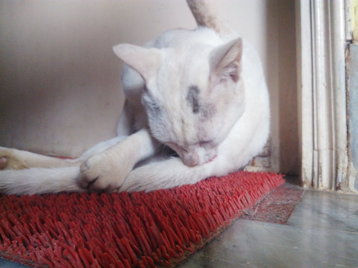 meta_abhinav_'s tweet photo. #BilliKumar as #YogaCat #HonorYourPets #SeeWithHonor clicked by #Honor4X @Honorglobal https://t.co/2qV7RlnpQx
