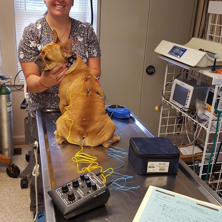CBarry63's tweet photo. "Buster's" got a ouchy back.  Getting some relief with dry needling and mixed frequency electro-acupuncture.  Shewww...that feels better! https://t.co/9xxxKGAqJx