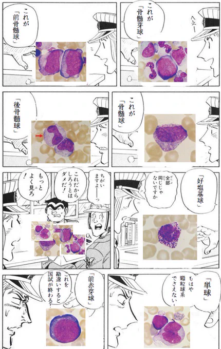 #全部同じじゃないですかクソコラグランプリ

血球の違いほんと混乱する 