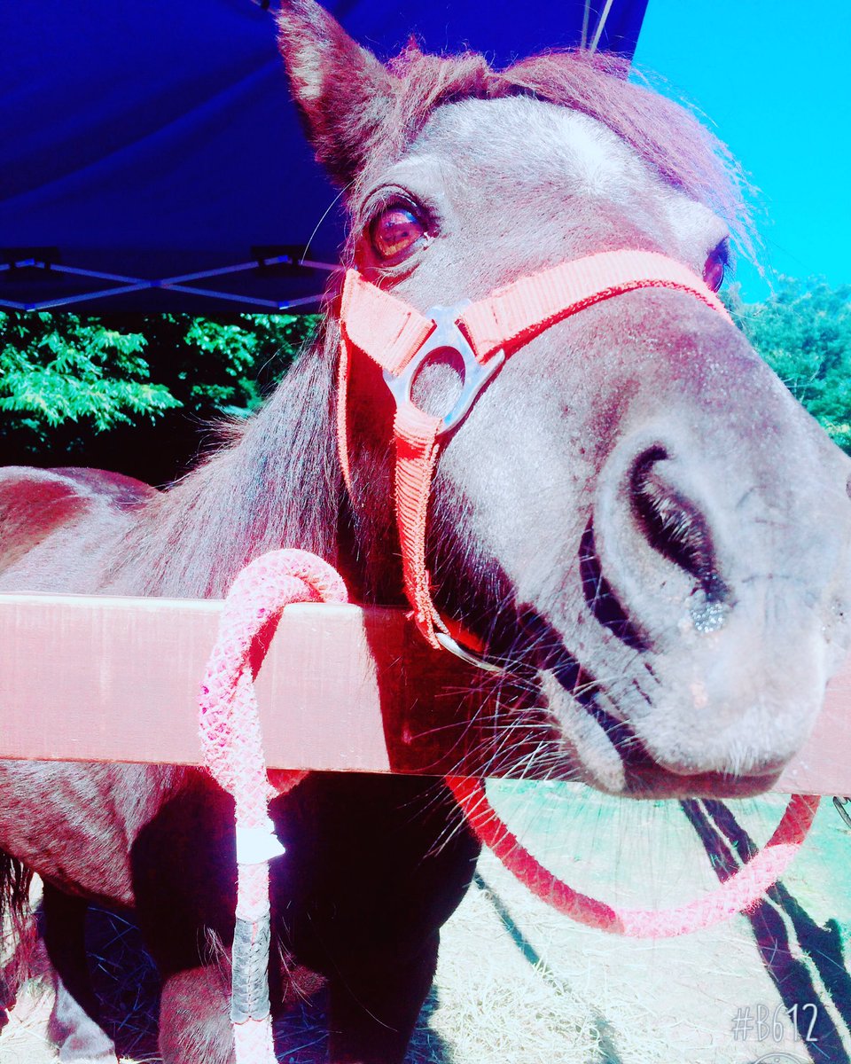 サファリのポニーが思ったより可愛い💕💕