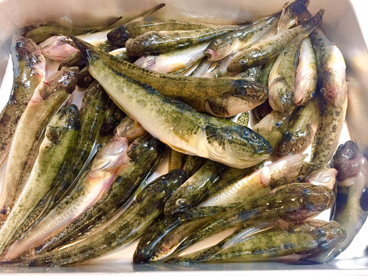 Hirokazu I Twitterissa マンション前の旧中川で息子とハゼ釣り 息子はスタンダードなジャリメを餌にウキ釣り 私はハゼクランク ルアーを追いかけてくるもののバイトに至らない フックを小型に変更し改善されたけれど 本日の釣果の殆どは息子のもの 釣れた