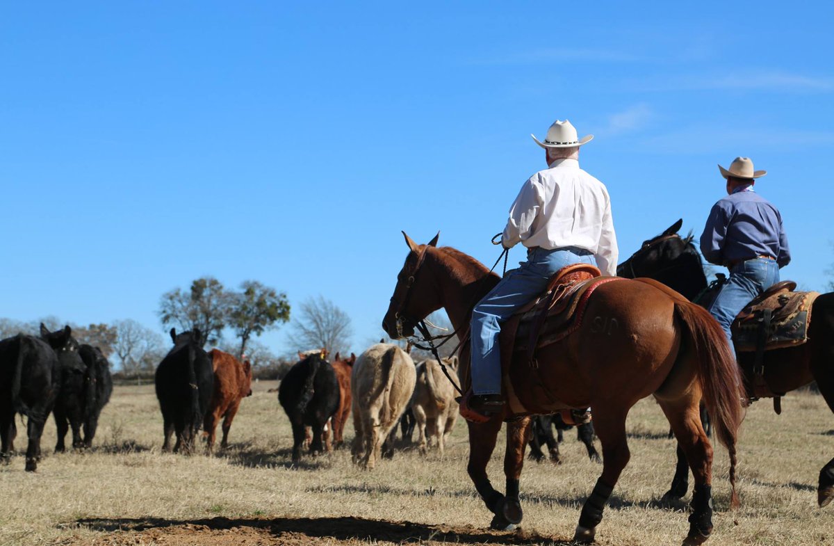 TexasDeptofAg's tweet photo. “I do not believe there was ever a life more attractive than life on a cattle farm.” -Theodore Roosevelt https://t.co/R3Q3Wa05x0