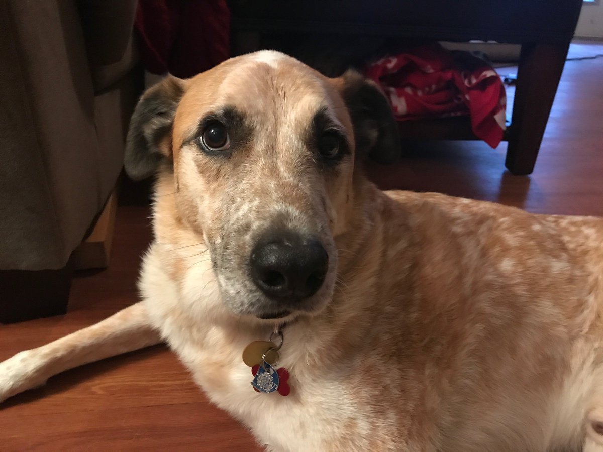 cscudder's tweet photo. This good boy had to get his annual shots today. He whined so much, @MetroPawsVets had to bust out the baby kitten needles. #dfwpets https://t.co/tU9me9vEgZ