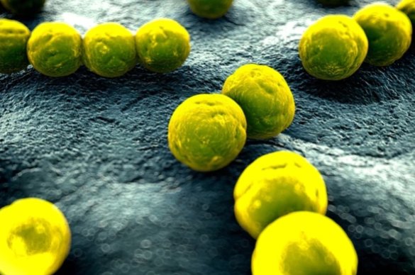 sciam's tweet photo. Bacteria use brainlike bursts of electricity to communicate https://t.co/nZaspxGd2k https://t.co/psiV2cMx8E