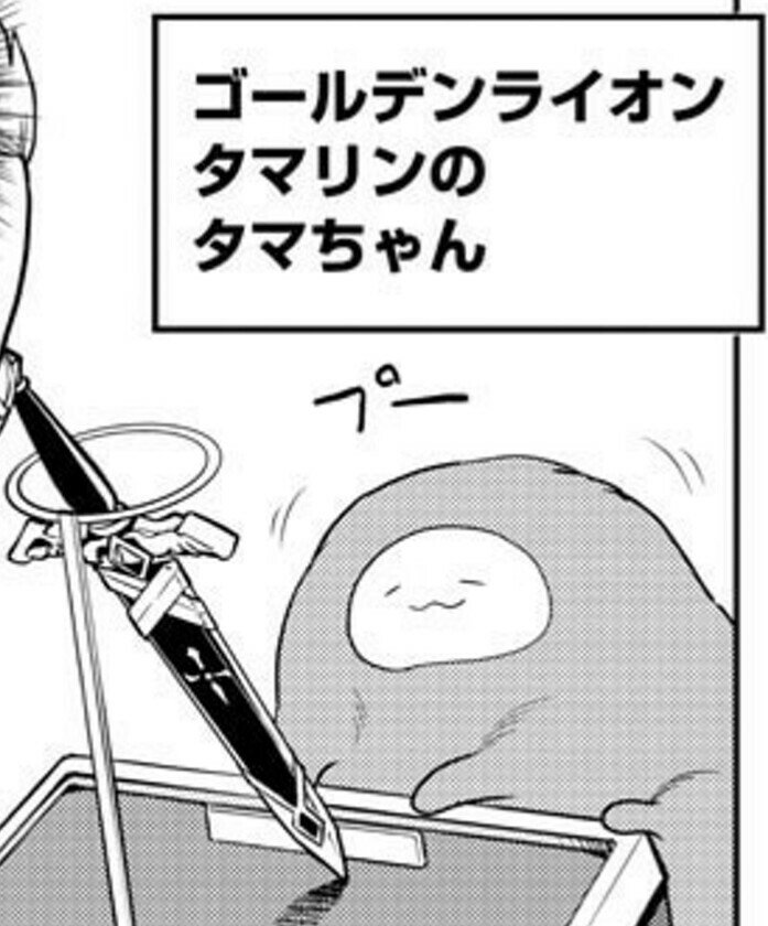 tsgnnf77's tweet photo. 【吸血鬼すぐ死ぬ】タマちゃんクッソかわいい。チーズおかきみたい。#Weekly_champion #WC41 https://t.co/5d0uNRkada