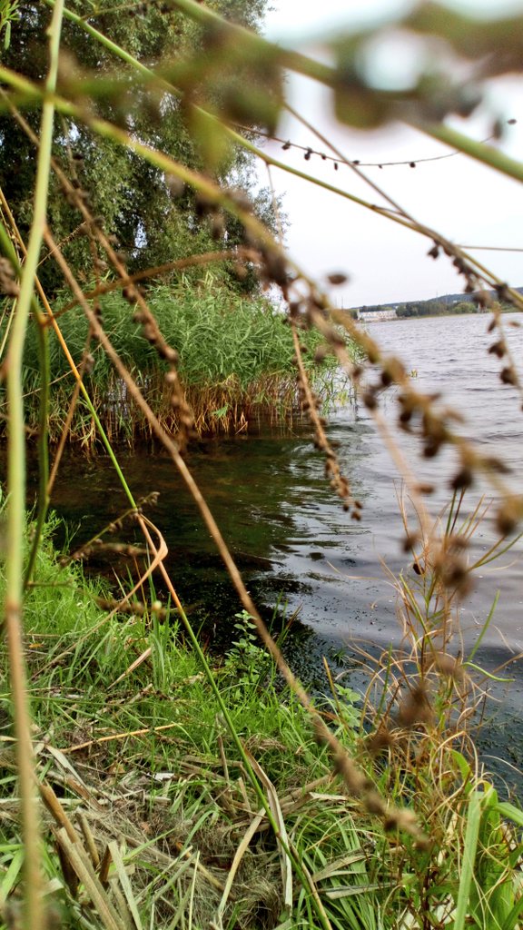 valdas1118's tweet photo. A windy afternoon in September, Lithuania #windy #nature #atlake #grasses #tree #reflections #REFLECTION #Lithuania #nopeople #September https://t.co/1lgYcijMac