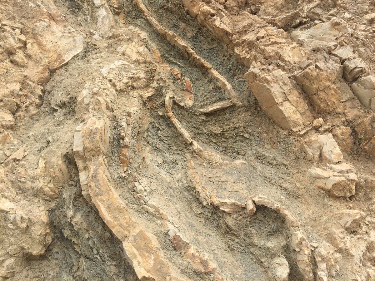 ActiveFaults's tweet photo. #Betics upper Jurassic calciturbidites and radiolarites, nicely folded โก๏ธmy PhD area of the early 90's https://t.co/a9zKS3LNL2
