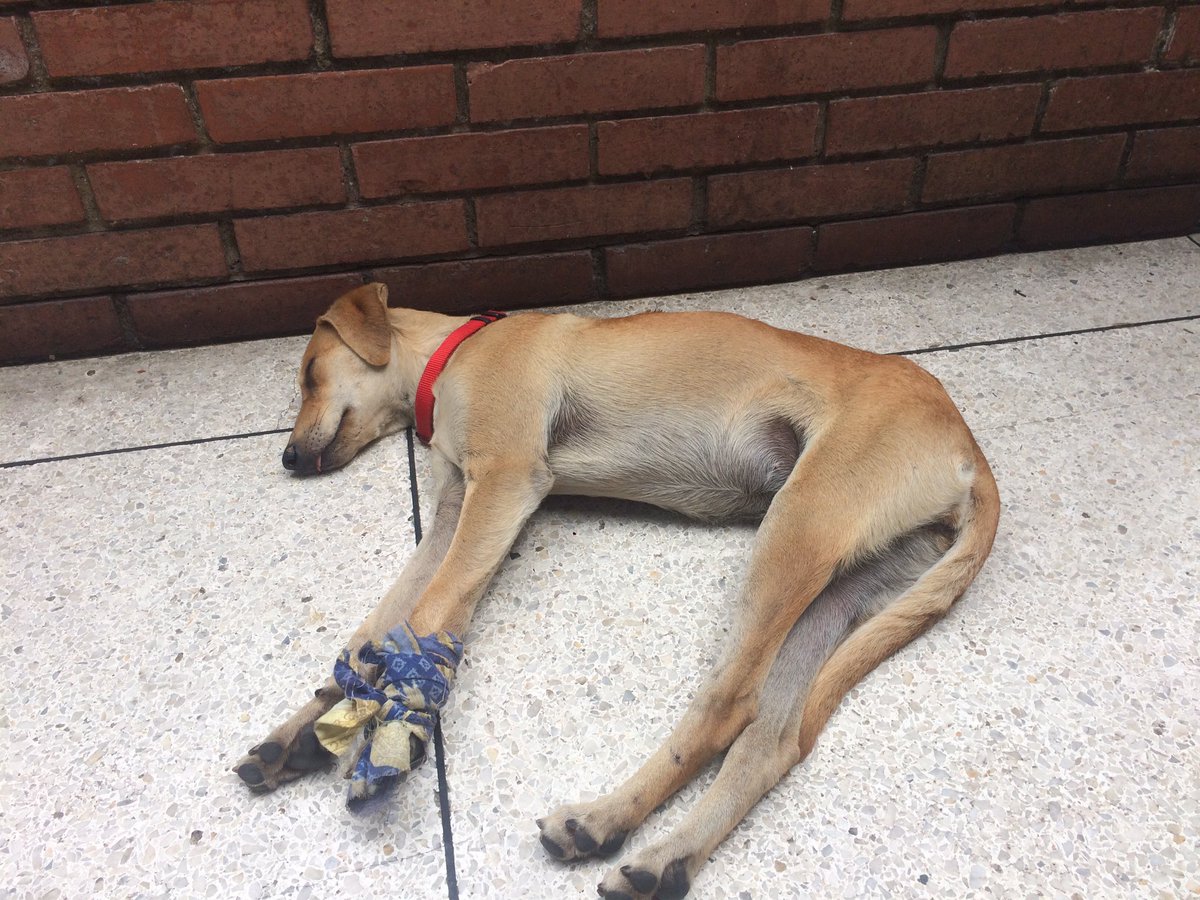 michellgalante's tweet photo. Esta princesa se encuentra abandonada en Colinas de Bello monte en la panadería Colimar. Favor RT🙏😔 @MASCOTASDECALLE @ColdeBelloMonte https://t.co/df80OZkAob