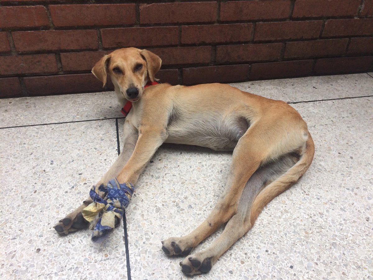 michellgalante's tweet photo. Esta princesa se encuentra abandonada en Colinas de Bello monte en la panadería Colimar. Favor RT🙏😔 @MASCOTASDECALLE @ColdeBelloMonte https://t.co/df80OZkAob
