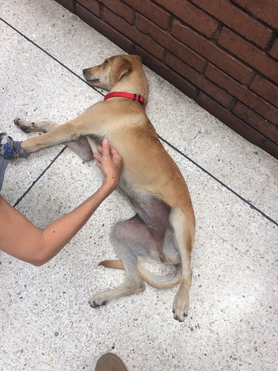 michellgalante's tweet photo. Esta princesa se encuentra abandonada en Colinas de Bello monte en la panadería Colimar. Favor RT🙏😔 @MASCOTASDECALLE @ColdeBelloMonte https://t.co/df80OZkAob
