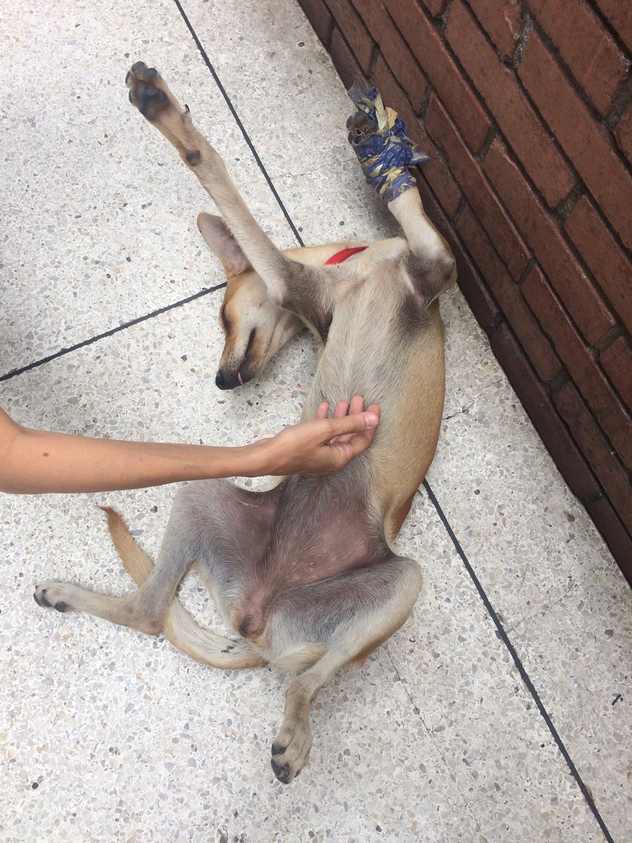 michellgalante's tweet photo. Esta princesa se encuentra abandonada en Colinas de Bello monte en la panadería Colimar. Favor RT🙏😔 @MASCOTASDECALLE @ColdeBelloMonte https://t.co/df80OZkAob