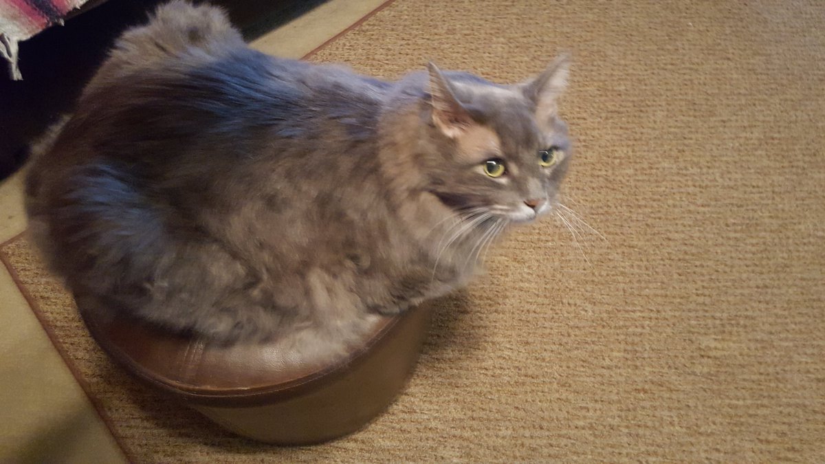 Getting ready to go to the vet 😾 #Caturday