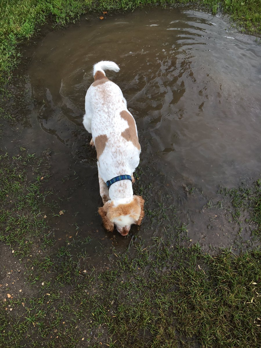 Spaniels258's tweet photo. Had haircut - smell poncy! *thinks - shall I roll in this here muddy puddle?* https://t.co/oD4wN1mp71