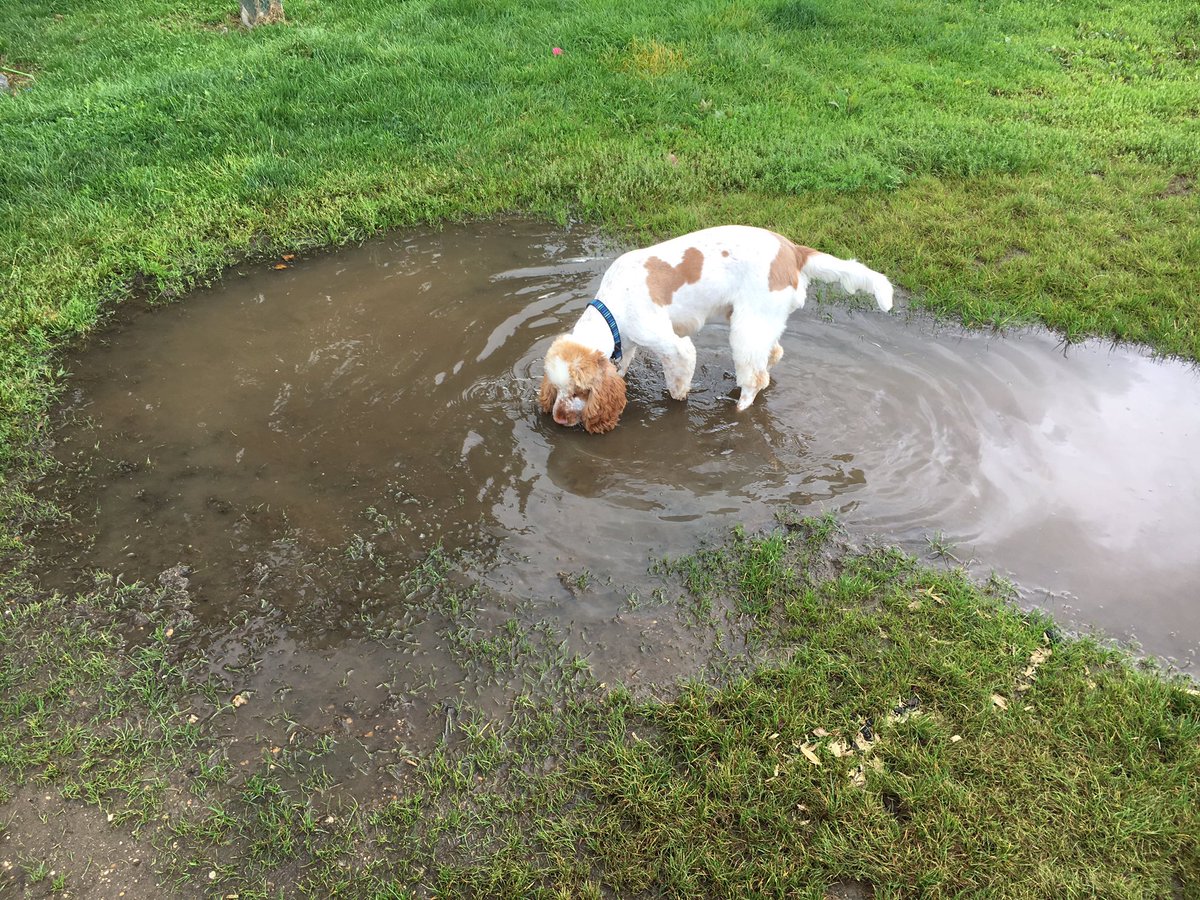 Spaniels258's tweet photo. Had haircut - smell poncy! *thinks - shall I roll in this here muddy puddle?* https://t.co/oD4wN1mp71