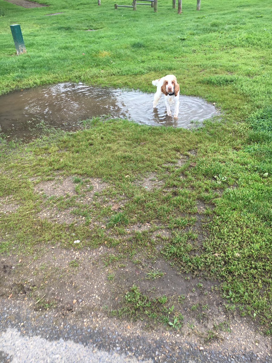Spaniels258's tweet photo. Had haircut - smell poncy! *thinks - shall I roll in this here muddy puddle?* https://t.co/oD4wN1mp71