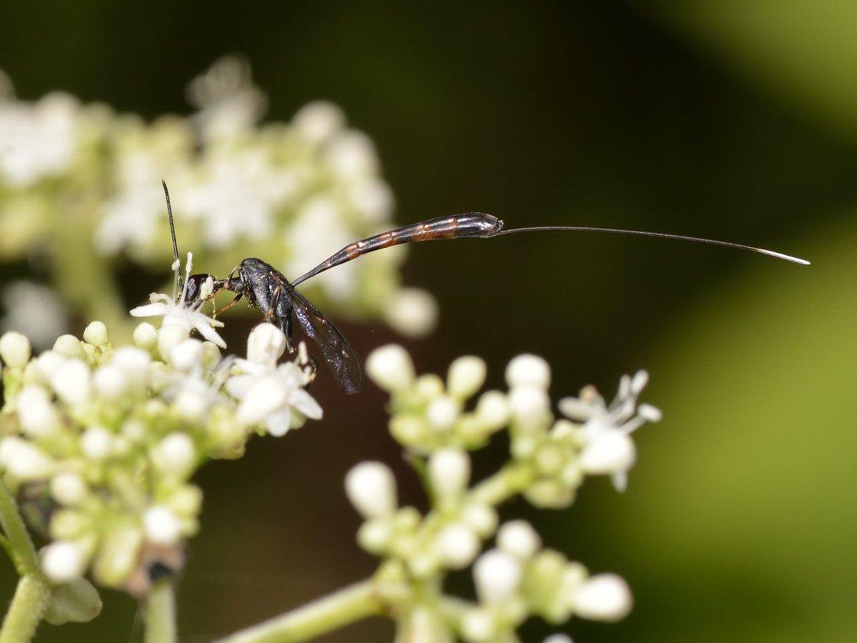 sabikikori5's tweet photo. #オオコンボウヤセバチ。
春に見かけたけど、秋にも出るのか。
#Gasteruption japonicum, #Gasteruptidae, #Hymenoptera https://t.co/GipUeqWp3l