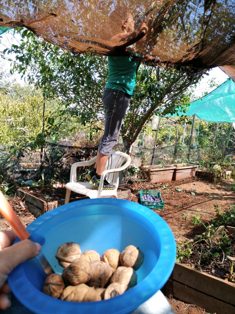 RuthMQ's tweet photo. De vez en cuando da gusto ver como la hermana pequeña ve a la mayor hacer sus labores..... 😁 
#Teror #GranCanaria #ciruelas #nueces https://t.co/b93bJsDb0i