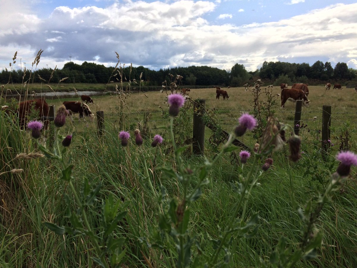 RRMCrawford's tweet photo. Sunny times at Cambuskenneth Abbey. #stirlinglife https://t.co/aADjr5FDvx