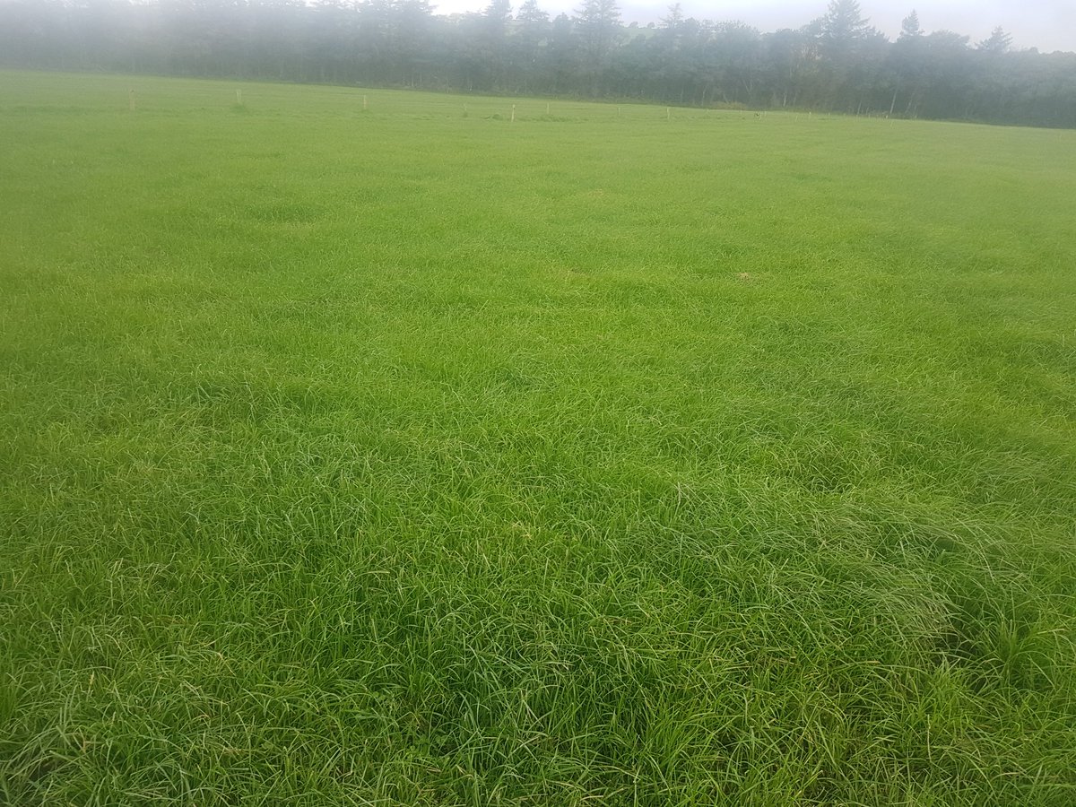 Peterhynes15's tweet photo. #highdigestability @GCGrassForage 14days since baling , #growthrates high https://t.co/XzXPmnlwGA