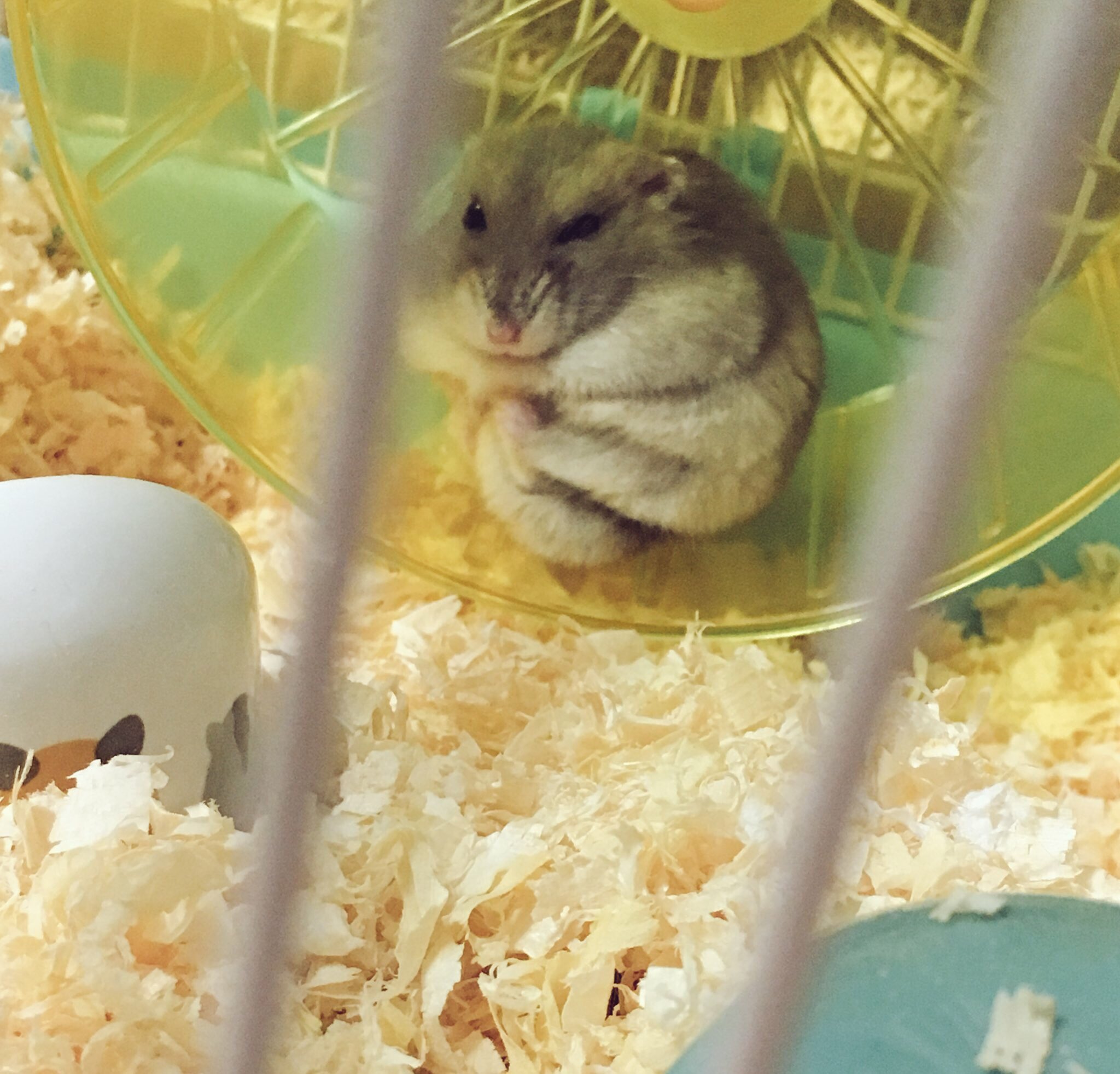 Hotori うちの仔は何者 寝起き ハムスター 眠そう ジャンガリアン ブルーサファイア ぽっちゃり でぶっちょ T Co Nqnztavvpp Twitter