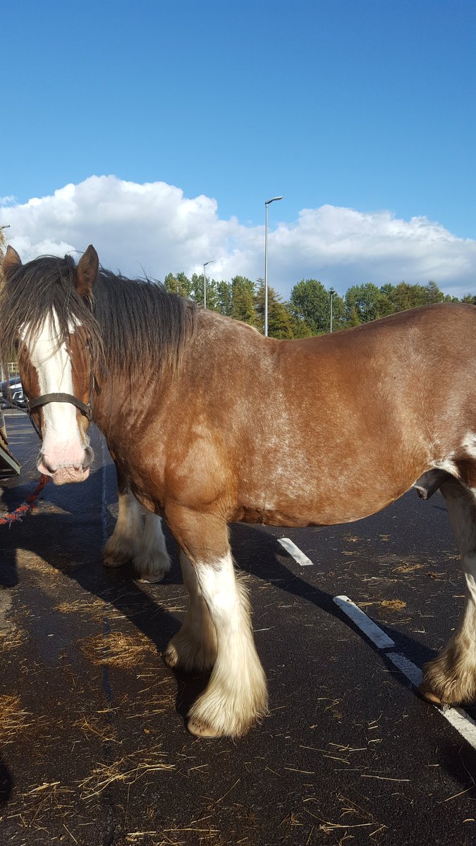 dafx17edinburgh's tweet photo. Analogue horse https://t.co/dkkME5VvSR