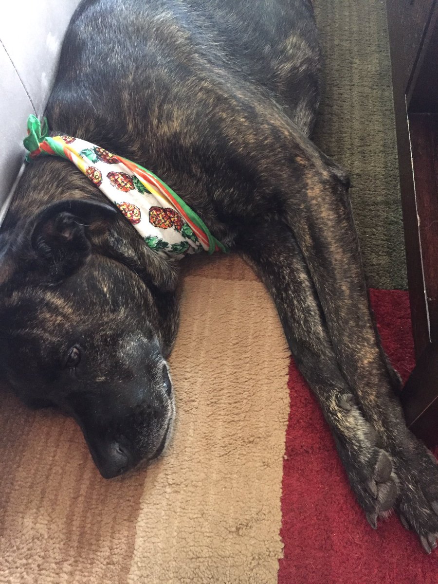 zBWurst's tweet photo. Hier ist mein Hund (meine Hündin?)

Sie ist so süß. Hab sie so lieb. Sollte ich mit dem Hund spazieren gehen? (Bevor #irma kommt) https://t.co/yG8Bc9xaMT