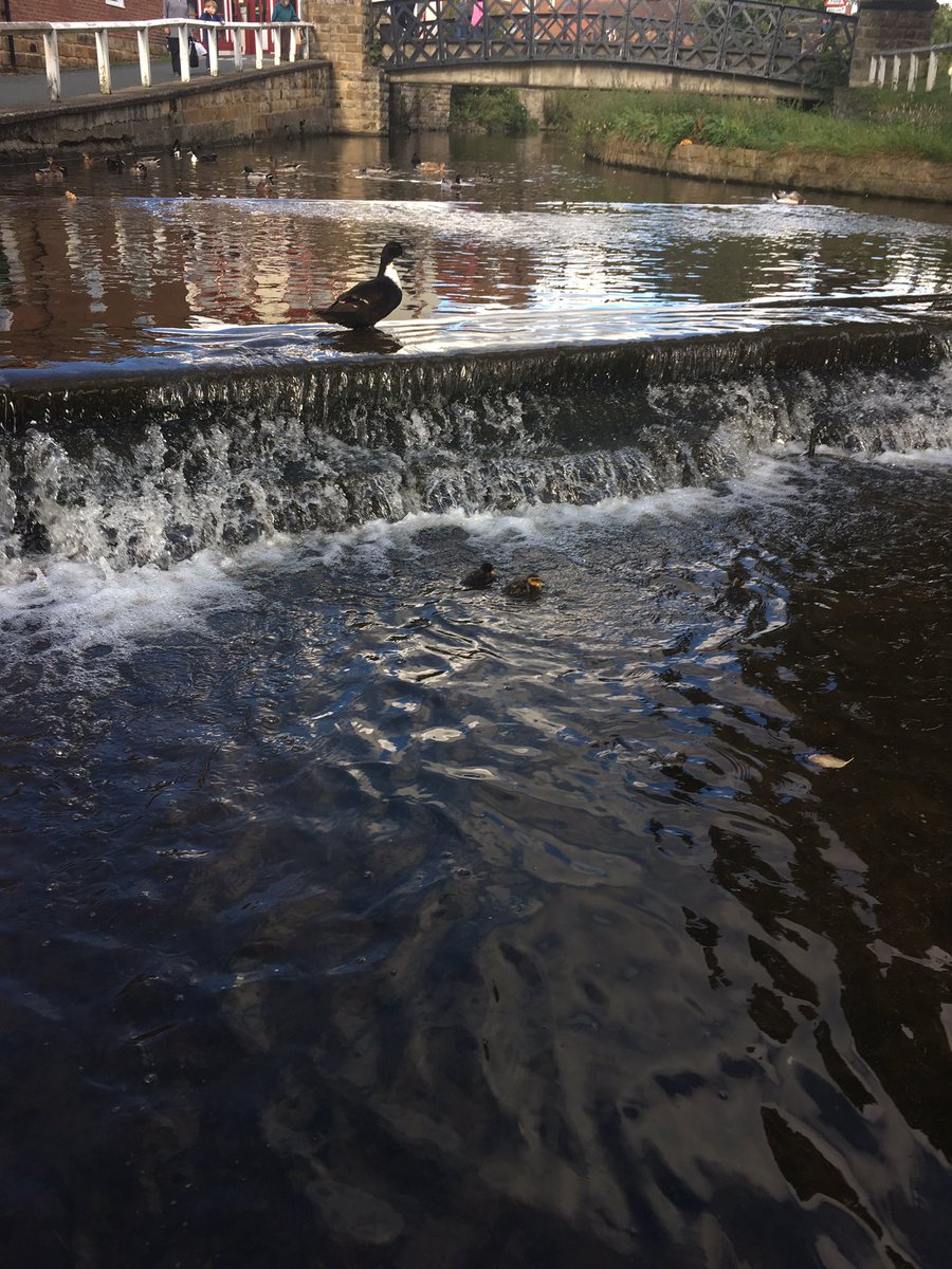 LevensideAssoc's tweet photo. Ducklings on the river .... #Levenside #Stokesley https://t.co/voyer1zcho