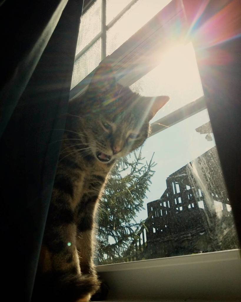 kaylinrenee13's tweet photo. Happy #caturday from Ilia Garnet. ππ #catsofinstagram #iliagarnet #sillyilly #lensflare #sunburst #catchild #catmom #behindthehourglass https://t.co/Vzp43gQrUj