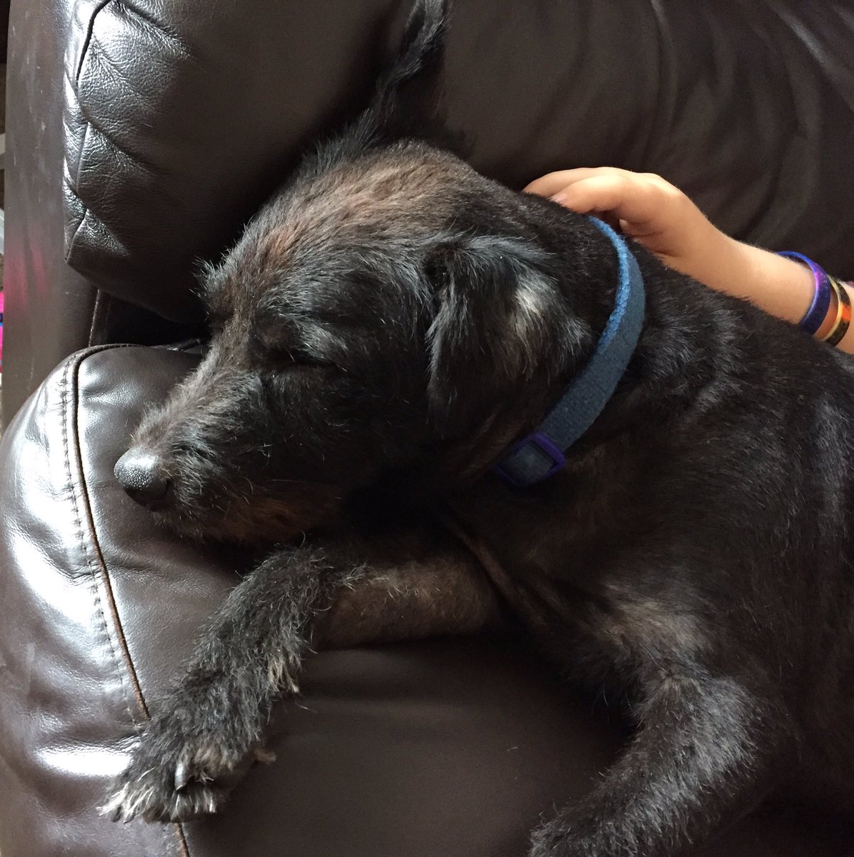 Baxter_Boo_'s tweet image. Post haircut nap