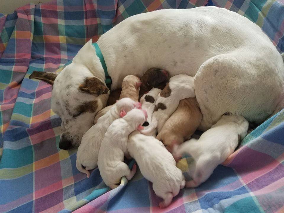 DogShirtClub's tweet photo. Our September rescue, Operation Paws for Homes, is dedicated to rescuing abandoned and discarded dogs from high kill shelters. https://t.co/IeEqEroL2c