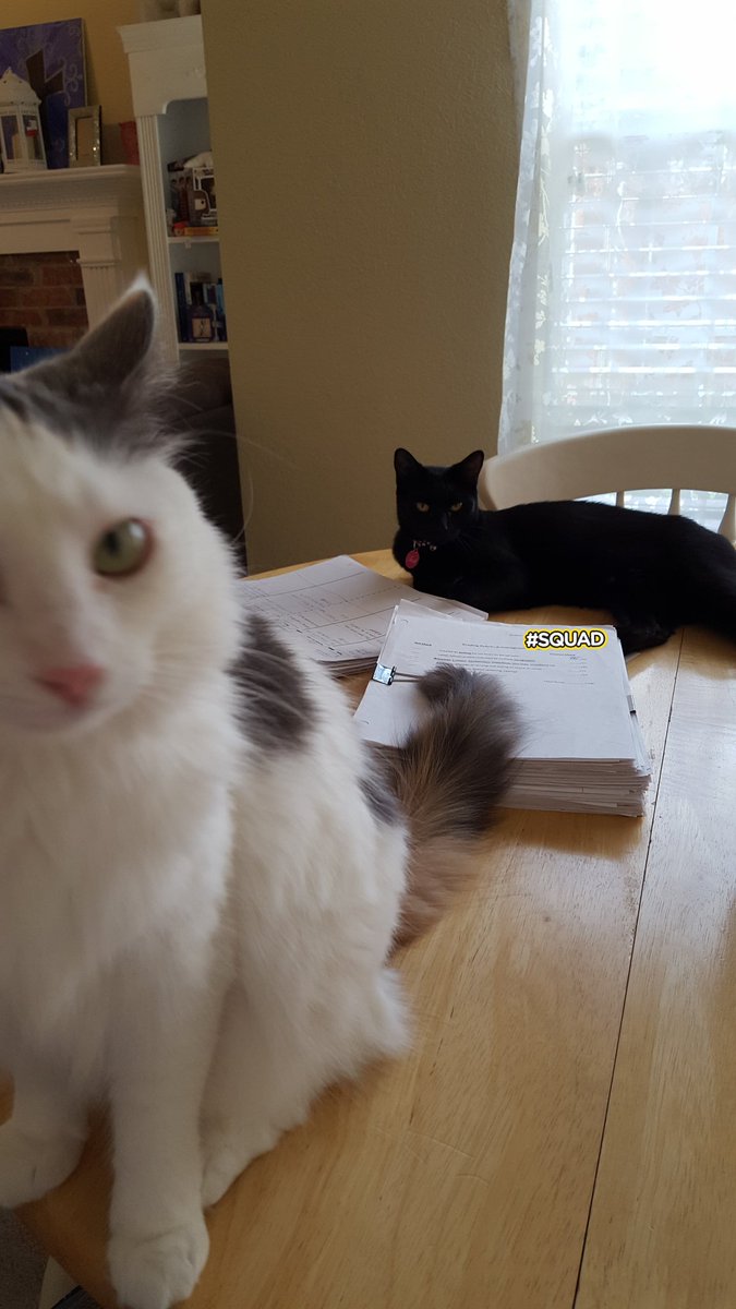 ConwayELA's tweet photo. Ink and Cleo want to know my Ss too! #herdingcats #rennerstrong https://t.co/7BxMIZH7aq