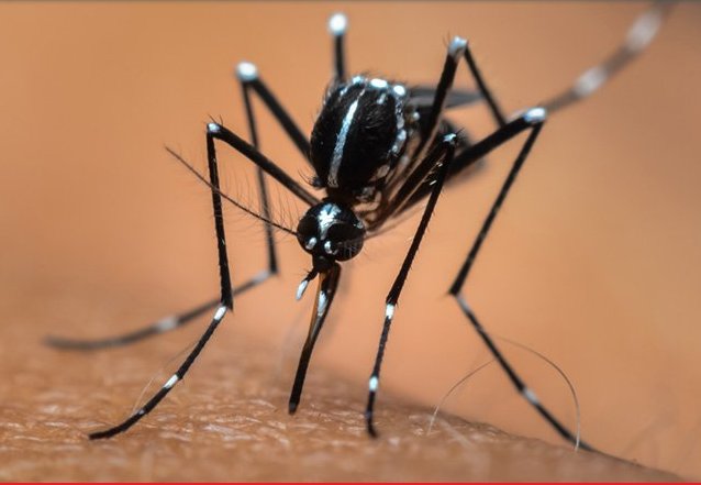 RentokilUK's tweet photo. Those pesky #bitinginsects! Mosquitoes, Fleas, Bed Bugs & Flies. Find out more and how to get rid of them. https://t.co/ZfstqgCLvJ https://t.co/9zGudEP0qA
