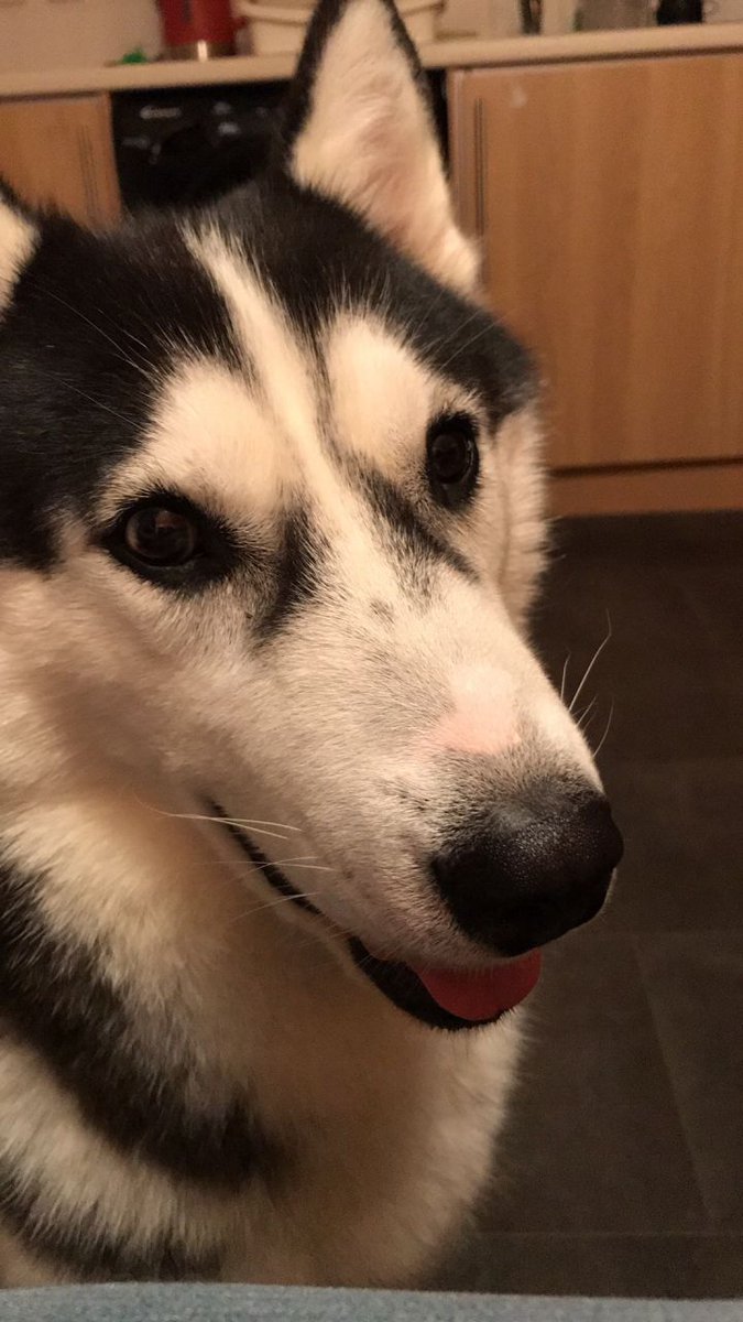 UKPetscom's tweet photo. Female Husky #Dogs #SiberianHusky #Wanted #DogsWanted #pets #ukpets  https://t.co/9VqCpxNWTT https://t.co/gtjuosz9Rh