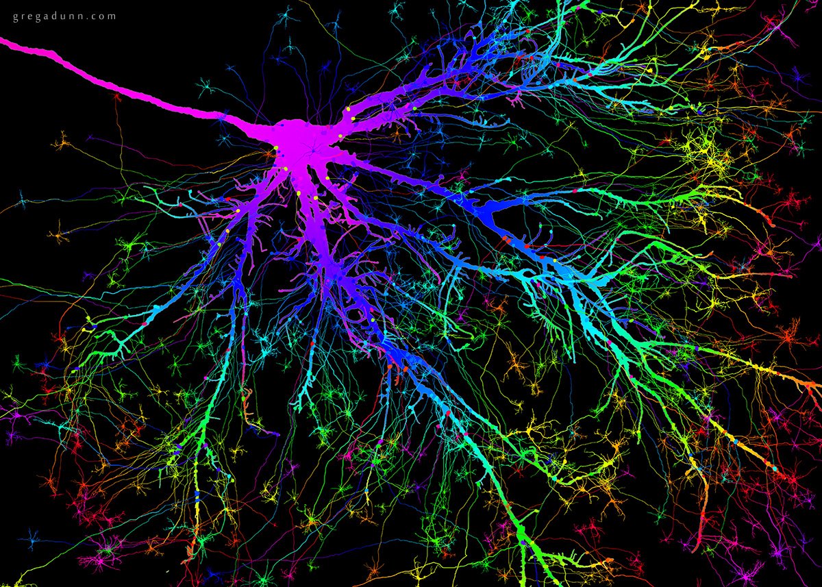 Самая большая нейросеть. Что такое нейтрон в головном мозге. Нейронные связи. Нейронные связи в мозге. Нервные клетки головного мозга.