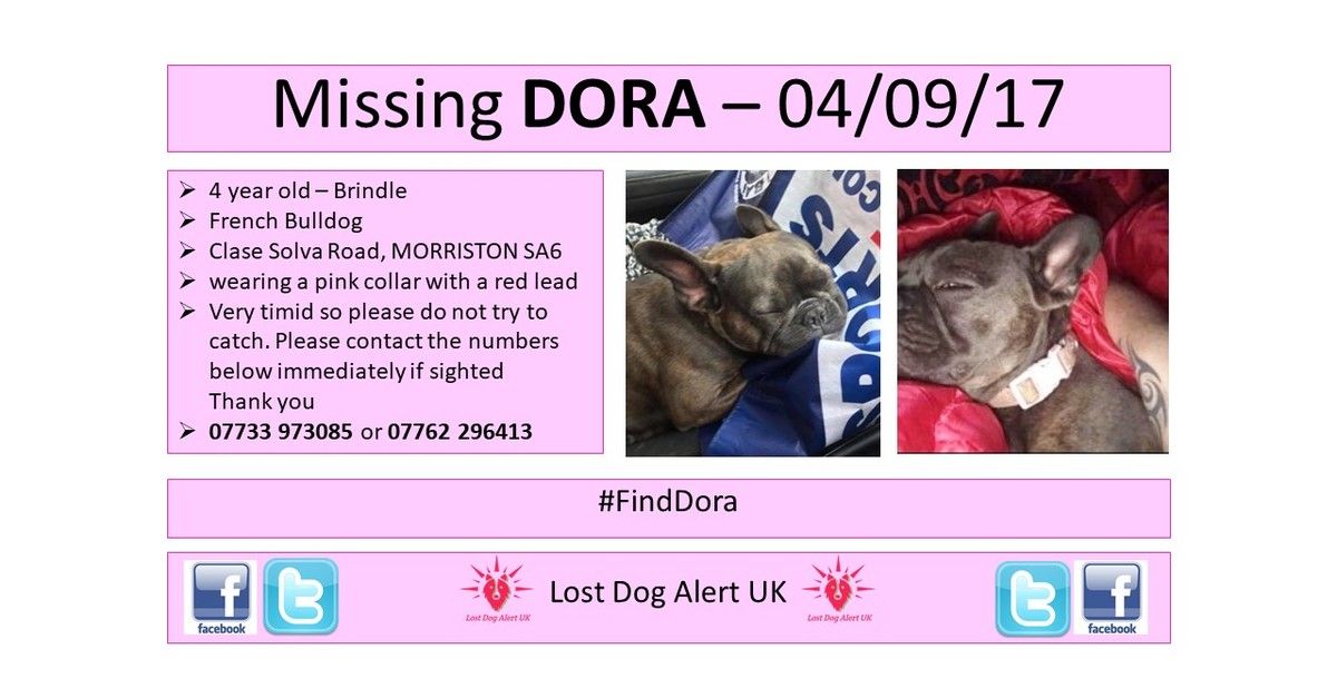 LostDogAlertUK's tweet photo. #finddora #thunderclap 13/09 Plse S&amp;S TYVM https://t.co/gtClm4rsW2 https://t.co/T31iGZuKP9