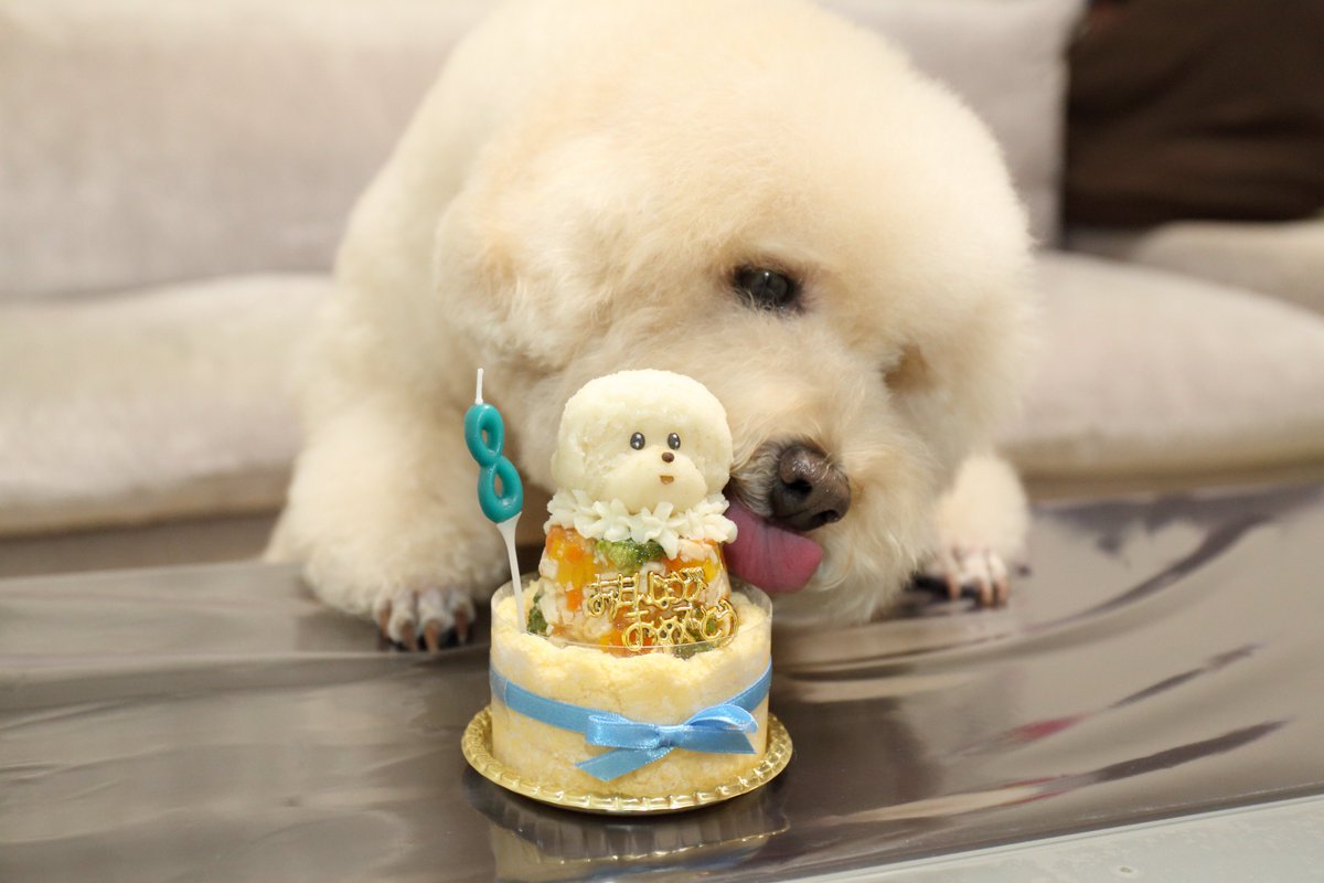 ぼんファミリー V Twitter 8歳の誕生日ケーキ T Co Bkeauesp7v Wanko Inu Dog 犬 トイプードル Toypoodle T Co T9yhmpsprf