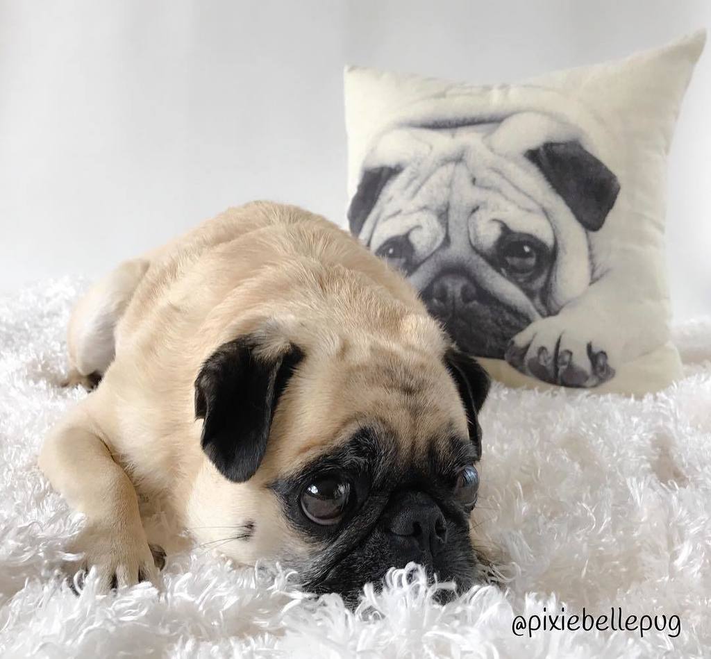 pixiebellepug's tweet photo. Keeping our thoughts on those being affected by hurricane Irma... our hearts & prayers are with you... ❤️🙏🏼
#prayi… https://t.co/HJoljE3M6p https://t.co/iv1LSe0uPV