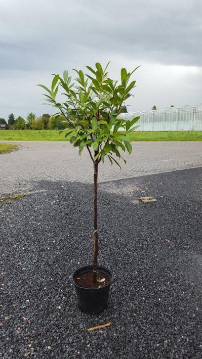 Bomen najaar nu te Planten link.marktplaats.nl/m1201843935?ut…