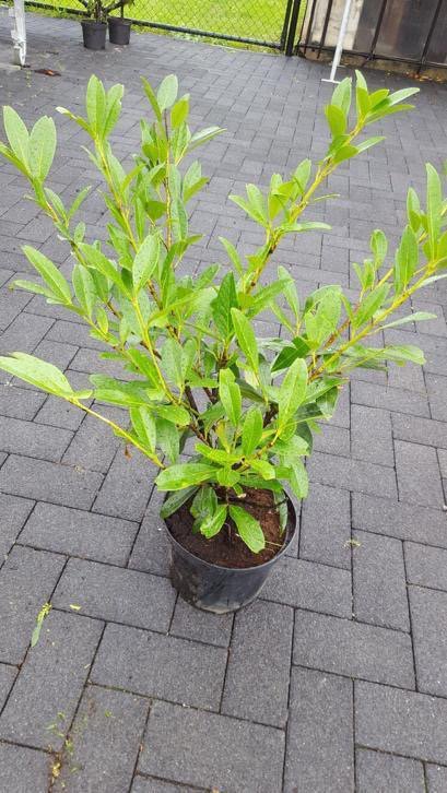 Goedkope Struiken, Hagen, Heesters link.marktplaats.nl/m1201785076?ut…