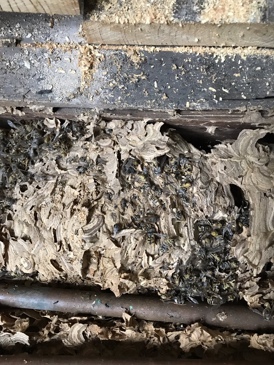 iheatsolutions's tweet photo. Wasps nest under the floor 😯😯 https://t.co/F4iG7dwiAa