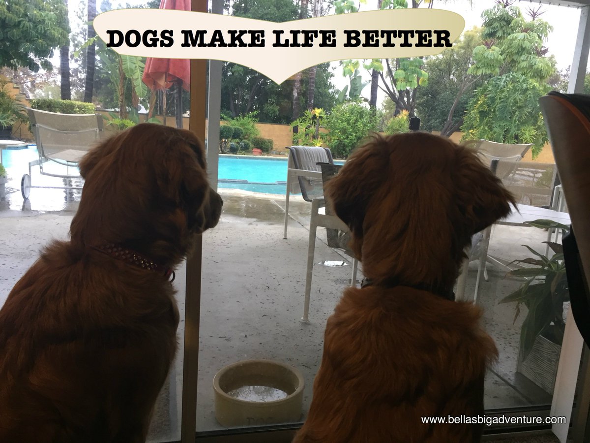 One Pet Two Pet (onepettwopet) Twitter