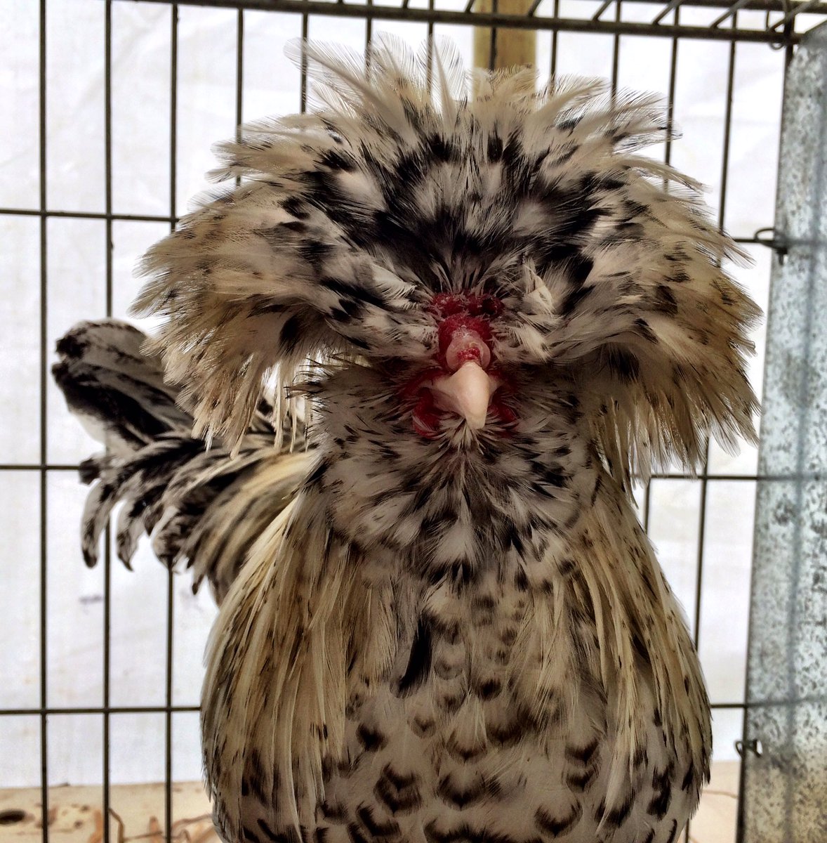 Benji_dxb's tweet photo. But don't worry, the comedy bantams cheered me up. @wewdahs https://t.co/lF2TCRuLwY