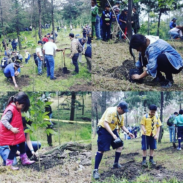 Bosque Unión Europea tweet media