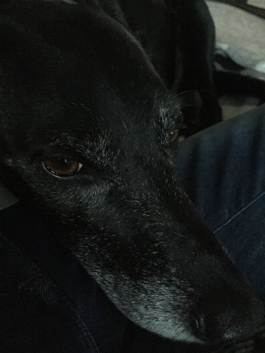 MerlinnotDesmo's tweet photo. Now it's Mum's turn to be my pillow #weekendcuddles https://t.co/ddcTRfiq8O