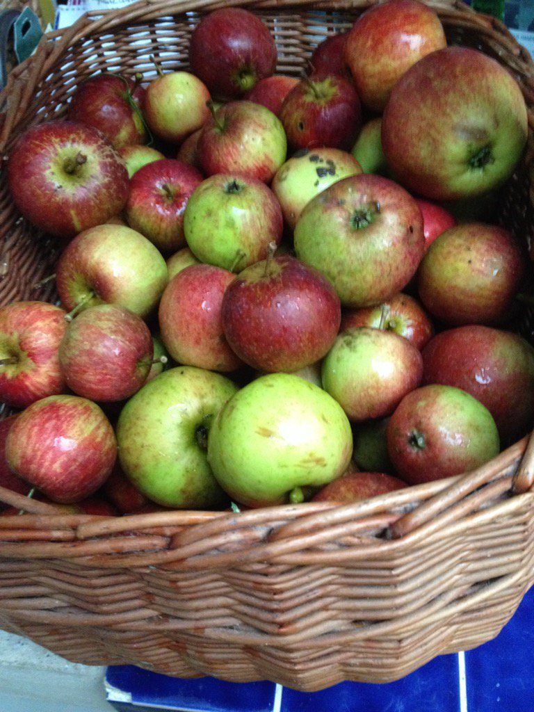 First of the apples. Hoping for a decent haul to go to <a href="/HeronValleyUK/">Heron Valley Drinks</a> for cider #AutumnIsComing