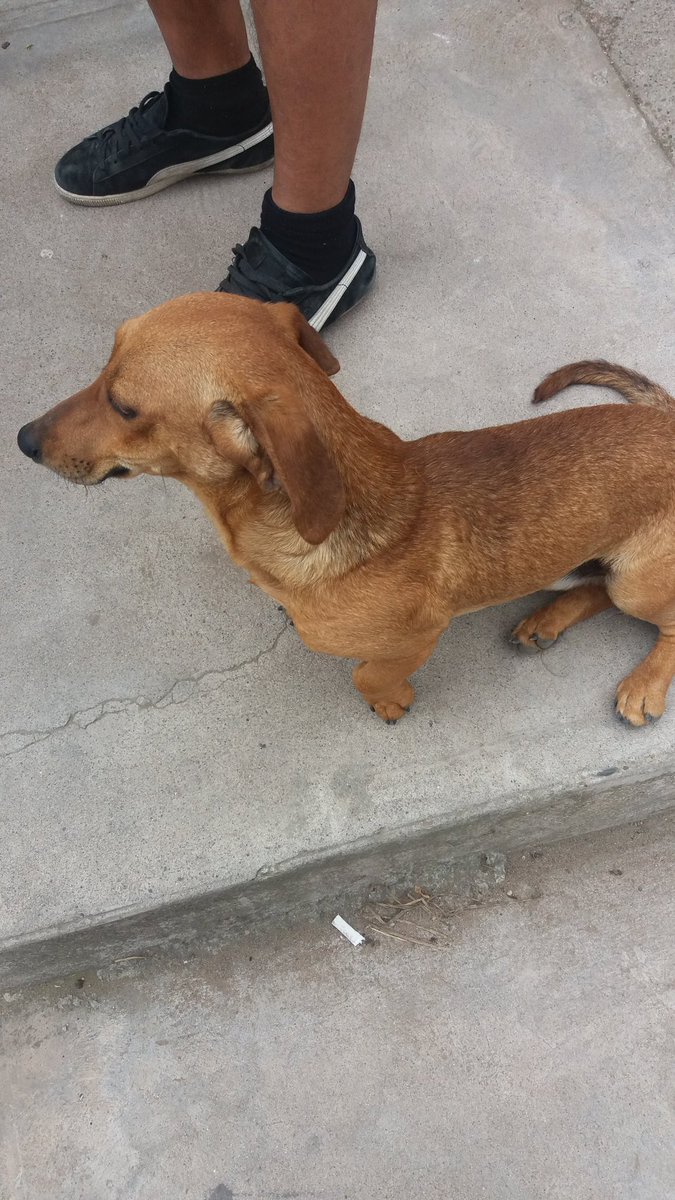 Byrleyn18's tweet photo. Perro Perdido en La Serena Cisternas con los Jardines, tipo salchicha cojea un poco. (Sector Vista Hermosa) https://t.co/XOfDaA7Rpx