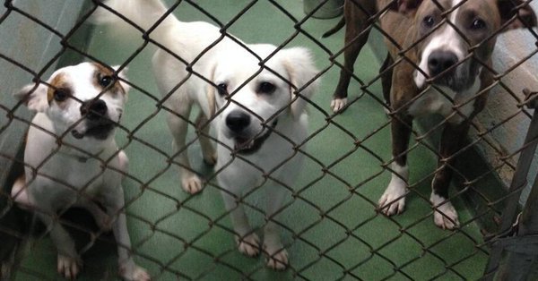 Tim Padgett tweet media