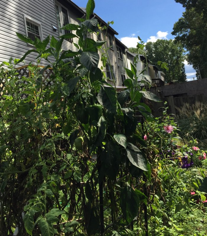 kblover's tweet photo. Me: I don't think peppers are supposed to get 8 feet tall.
Nature: It's fine, everything's fine. #isfine https://t.co/GU7QV7UhjG